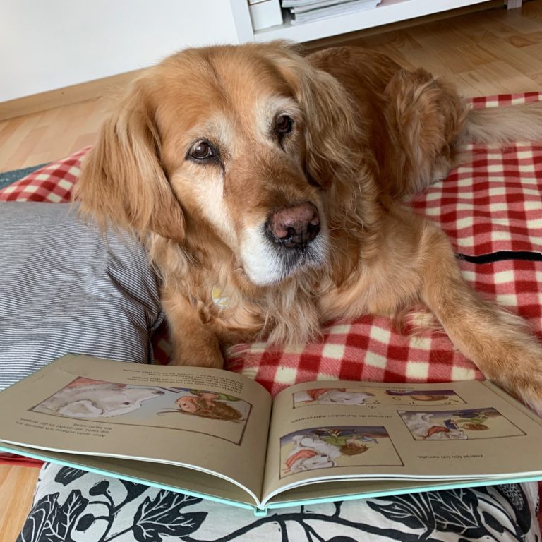 Eine Golden Retriever-Hündin liegt auf einer Decke neben einem geöffneten Buch. Tiergestützte Leseförderung