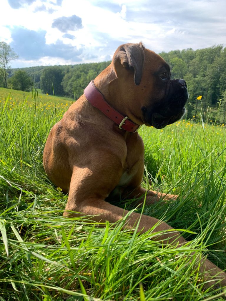 Brauner Boxerhund liegt auf grüner Wiese mit Blick in die Ferne.