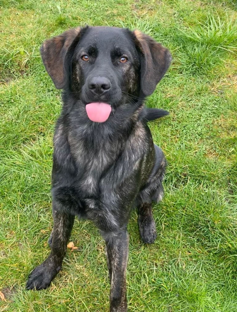 Schwarzer Hund sitzt auf grünem Gras mit herausgestreckter Zunge.